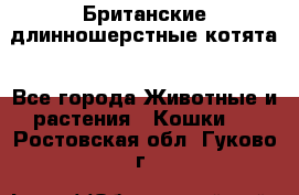 Британские длинношерстные котята - Все города Животные и растения » Кошки   . Ростовская обл.,Гуково г.